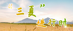 “三夏”进行时
