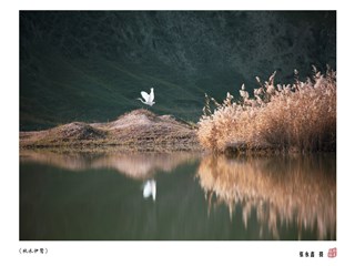 秋水伊鹭