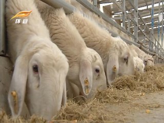 【脱贫攻坚奔小康】 我县“331+”肉羊发展模式助力脱贫攻坚