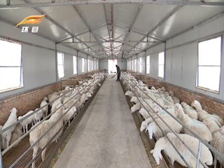 环县：为羊产业把脉问诊开良方