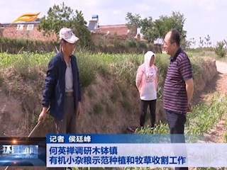 何英禅调研木钵镇有机小杂粮示范种植和牧草收割工作