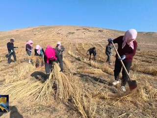 《环县新闻》2025年11月17日