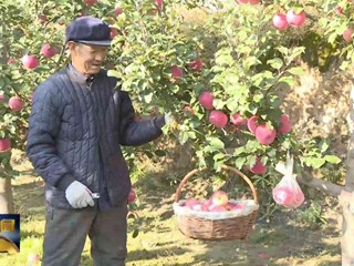 环县苹果种植面积达2万亩 产值达1.2亿元